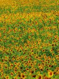 Tournesols de Toscane