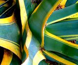 Agave de Ligurie