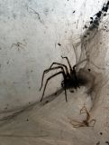 Chianti, l'araignée squatteuse du vignoble
