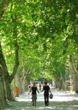Annecy, l'allée d'arbres