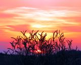 Chianti, le coucher de soleil derrière les blés