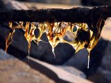dépôt d'algues à contrejour sur une branche