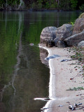 plage de sable gris