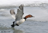 Canvasback 19