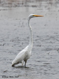 Great Egret 07