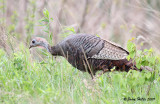 Wild Turkey 08