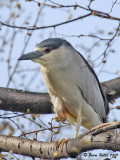 Black-crowned Night-Heron 10