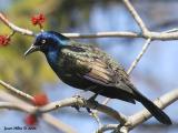 Common Grackle 05
