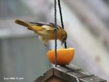 Baltimore Oriole 05