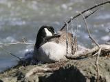 Canada Goose 16