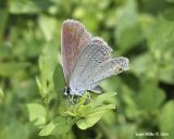 Eastern Tailed Blue Hairstreak 01