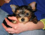 Penny in Sharons hand, 8 weeks old