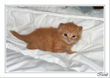 Ah un duvet; le pied