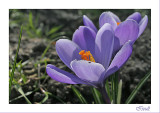 Crocus