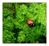 Coccinelle....persille