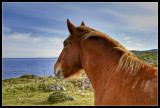 Horses in La Mora