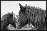 Horses in La Mora