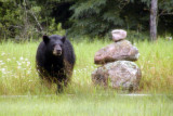 Black Bear Visitor