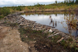 Beaver Dam October 2009