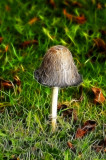 Shaggy Mane