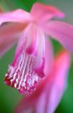Bletilla striata