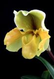 Slipper Orchid