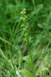 Platanthera sp