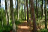 Pine Forest Trail