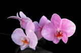 Phalaenopsis Hybrid - Pink