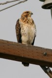 Swainsons Hawk (juvenile)