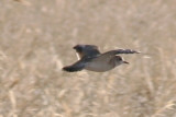Mountain Plover in flight (alternate)