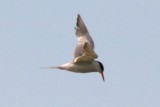 Common Tern (adult)