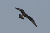 Long-tailed Jaeger (juv, in flight)