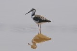 Black-necked Stilt (juv)