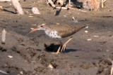 Spotted Sandpiper (alternate)