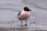 Franklins Gull (definitive alternate)