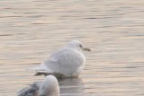 Iceland Gull (definitive alternate)