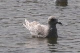 Thayers Gull (first cycle)