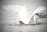 Glaucous Gull (2nd cycle, male)