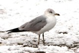 Ring-billed Gull  (2nd cycle)