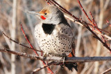 Northern (Red-shafted) Flicker (male)