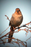 California Towhee