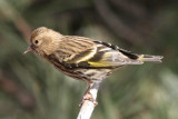 Pine Siskin