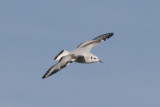 Bonapartes Gull (1st cycle, in flight)