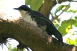 Blue-and-white Mockingbird