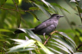 Gray Catbird