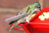 Azure-crowned Hummingbird