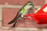 Magnificent Hummingbird (female)