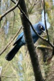 Stellers Jay