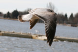 Ring-billed Gull  (1st cycle)